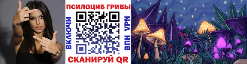где купить   Данилов  блэк спрут онион  Псилоцибиновые грибы Psilocybine cubensis 